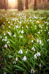 Fototapeta premium Alcsutdoboz, Hungary - Beautiful field of snowdrop flowers (Galanthus nivalis) in the forest of Alcsutdoboz with warm sunshine at sunset at the background at springtime