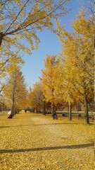 한국 관광지 강천섬의 가을 은행나무 단풍