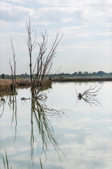 reflection of dead trees in a pond