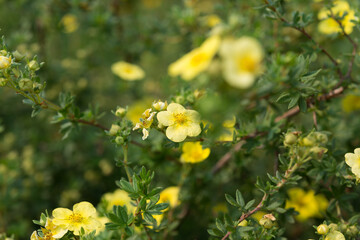 yellow flowers in the garden