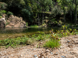 imagen de un río con árboles de fondo y piedras en primer plano