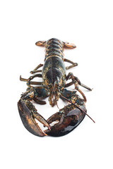 Boston lobster isolated on white background.