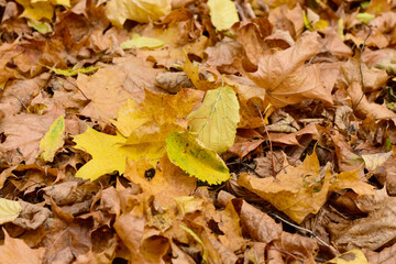 Yellow and red fallen leaves lie on the ground, close-up shot.