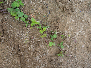 green plant on beach sand