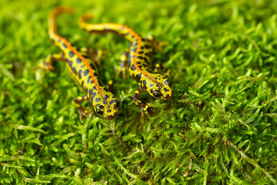 The marbled newt (Triturus marmoratus) is a mainly terrestrial newt native to the Iberian Peninsula and France in Europe. 