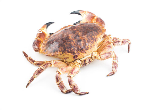Cooked brown crab or edible crab isolated on the white background.