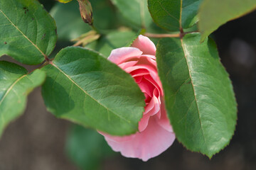 pink rose partly hidden by rose leaves