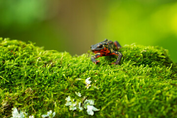 The sword-tail newt (Cynops ensicauda) is a species of true salamander from the Ryukyu Archipelago in Japan. It has recently been placed on Japan's Red List of Threatened Amphibians.
