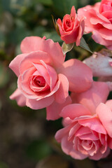 pink roses background