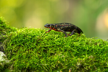 The sword-tail newt (Cynops ensicauda) is a species of true salamander from the Ryukyu Archipelago in Japan. It has recently been placed on Japan's Red List of Threatened Amphibians.