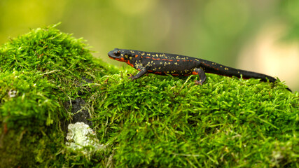 The sword-tail newt (Cynops ensicauda) is a species of true salamander from the Ryukyu Archipelago in Japan. It has recently been placed on Japan's Red List of Threatened Amphibians.