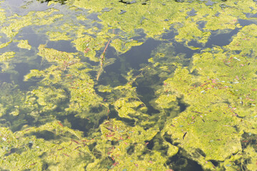 green moss on the water's surface