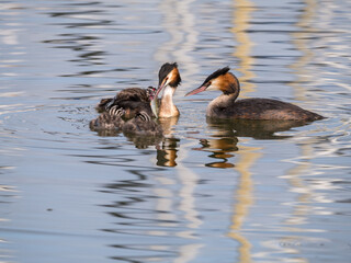 Great crested grebe, Podiceps cristatus, family - male feeding fish to juvenile, Netherlands