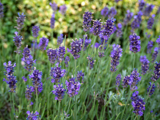 Fototapeta premium Field of Lavender, Lavandula angustifolia, Lavandula officinalis 