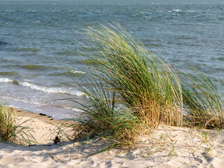Sand dunes with marram grass or beachgrass, Ammophila arenaria, at Waddensea coast of Vlieland, Netherlands