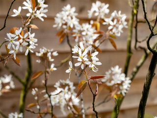 Snowy mespilus or juneberry, Amelanchier lamarkii, reddish brown leaves and white flowers in spring, Netherlands