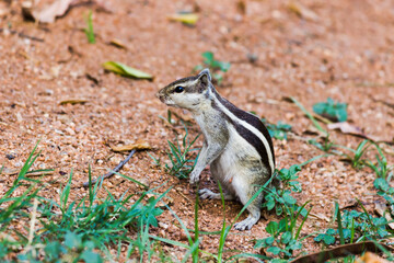 Squirrels are members of the family Sciuridae, includes small or medium-size rodents. 
 tree squirrels, ground squirrels, chipmunks, marmots, flying squirrel and prairie dogs among other rodents
