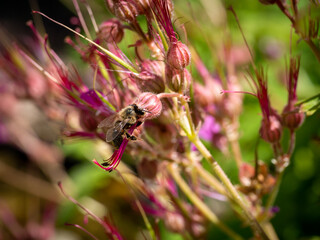 Honeybee, Apis mellifera, pollinating bigroot, Geranium macrorrhizum, close up, Netherlands