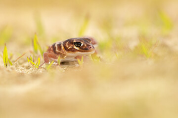 Nephrurus levis, commonly known as the three-lined knob-tailed gecko, smooth knob-tailed gecko, or common knob-tailed gecko, is a native Australian gecko species.
