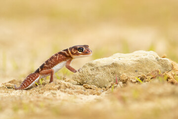 Nephrurus levis, commonly known as the three-lined knob-tailed gecko, smooth knob-tailed gecko, or common knob-tailed gecko, is a native Australian gecko species.
