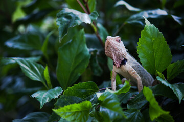 The oriental garden lizard, eastern garden lizard, Indian garden lizard, common garden lizard,...