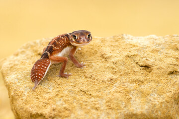 Nephrurus levis, commonly known as the three-lined knob-tailed gecko, smooth knob-tailed gecko, or common knob-tailed gecko, is a native Australian gecko species.