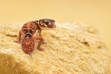 Nephrurus levis, commonly known as the three-lined knob-tailed gecko, smooth knob-tailed gecko, or...