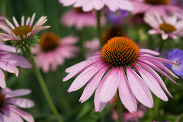 Fototapeta premium isolated echinacea or coneflowers in bloom