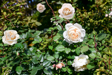 Obraz na płótnie Canvas white roses in autumn garden