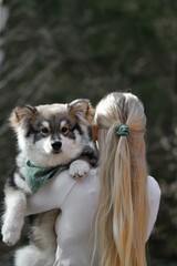 A blonde woman holding a Finnish Lapphund dog