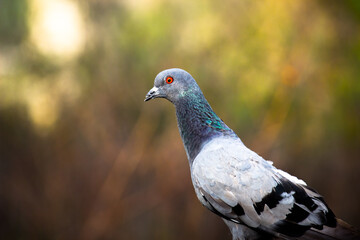 Indian Pigeon OR Rock Dove - The rock dove, rock pigeon, or common pigeon is a member of 
 the bird family Columbidae. In common usage, this bird is often simply referred to as the pigeon
