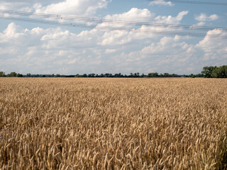 Golden wheat field against the background of the summer sky.