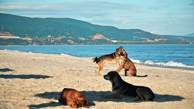 Playing and lying dogs on the Aegean sea coast in Asprovalta, Greece