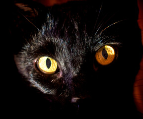 Close up of a black cat's face with glowing yellowish eyes staring at viewer