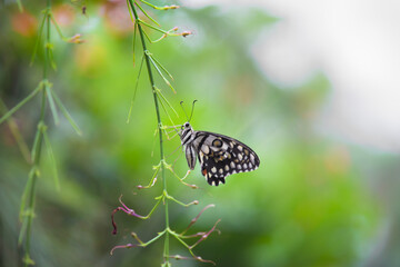 Papilio demoleus is a common and widespread swallowtail butterfly. The butterfly is also known as the lime butterfly,  lemon butterfly, lime swallowtail, and chequered swallowtail. 
