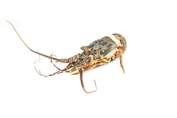 Fresh spiny lobster isolated on white background, Palinurus vulgaris