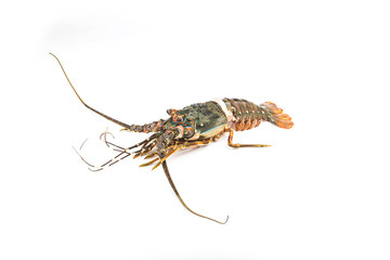 Fresh spiny lobster isolated on white background, Palinurus vulgaris