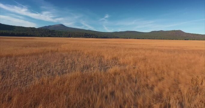 Aerial: Dry grass and forest at Mount Shasta in Northern California, USA