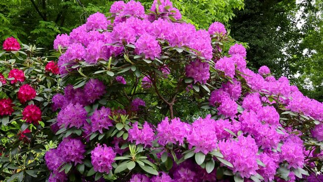 Variety of Rhododendron flowers in the garden, 4k