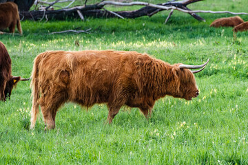 A Highland cow in the field.