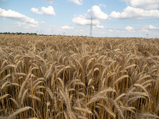 Golden wheat field against the background of the summer sky.
