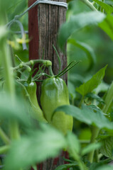 unripe tomatoes in the garden