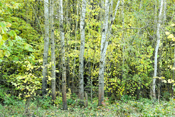 Young poplar trees are visible against a background of yellowing deciduous leaves.