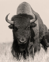 American bison dominant bull closeup. Buffalo huge leader portrait. © Igor