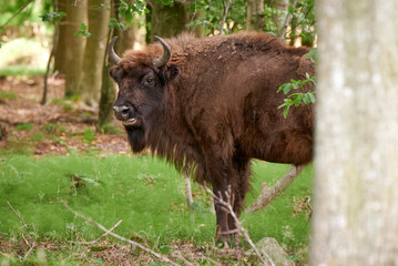 Bison im Freigehege im Almindingen Wald auf der dänischen Ostsee-Insel Bornholm