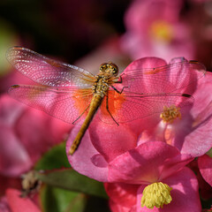 Dragonfly