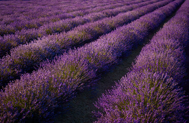 Naklejka na ściany i meble Lavender blooming field