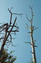 Looking up at two tall dead trees with broken limbs against sunlit sky.