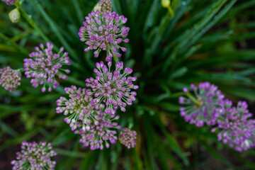 View from above a bunch of allium flowers. Purple, unique flowers. 
