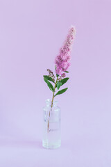 Tender pink  flower in a glass vase on violet pastel background. Minimal concept.